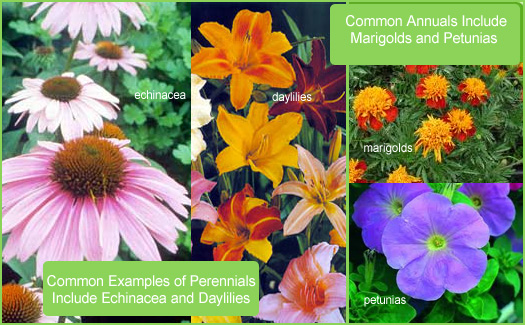 both annuals and perennials make great New England gardens