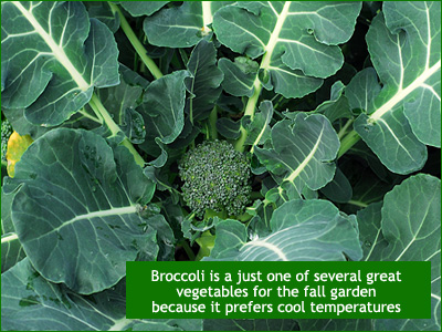 grow broccoli in your new england garden well into september and october
