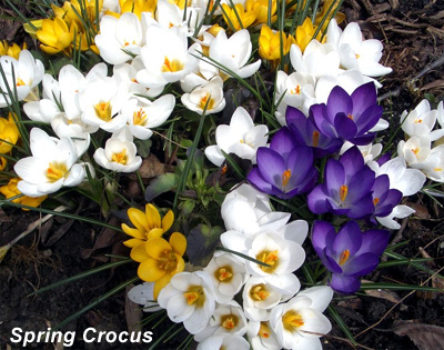 spring crocus in the New England garden