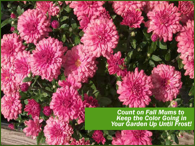 fall mums thrive in the warm days and cool nights of fall in new england