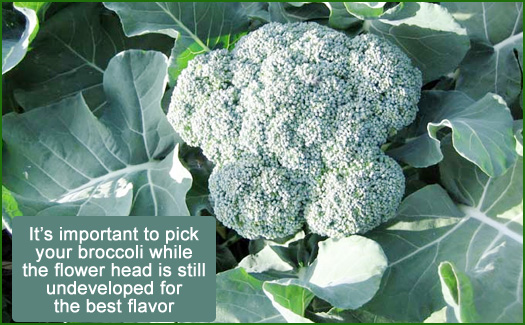 growing broccoli in new england gardens