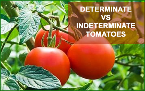 indeterminate vs determinate tomatoes