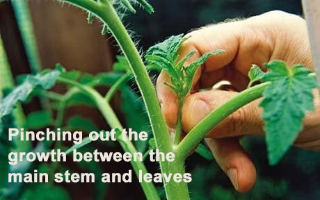 pinch the new growth between the stem and leaf to keep the plant's energy in one stem